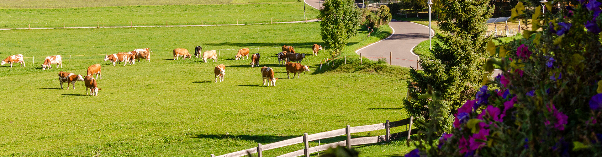 Agritur Mas dei Zalune Predazzo foto 2