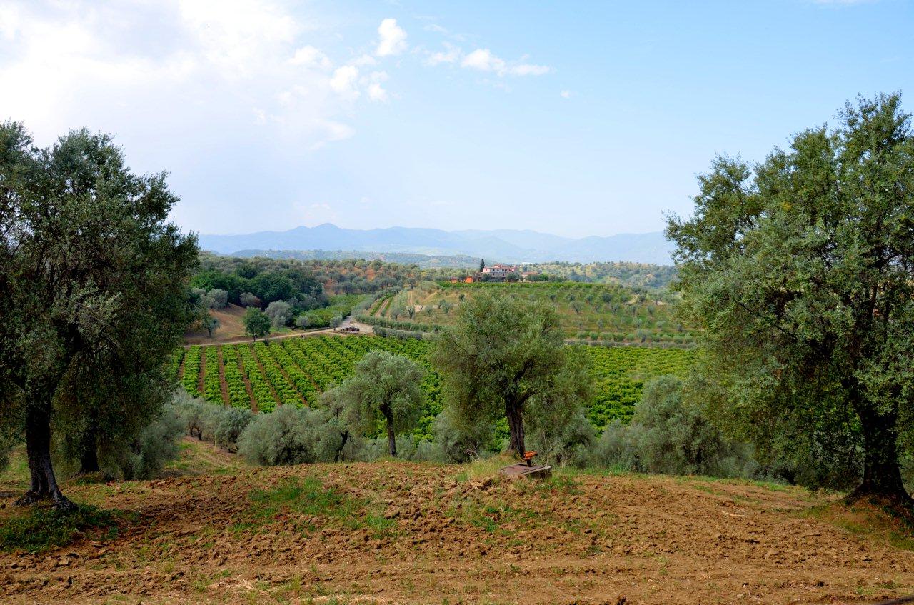 Morus alba foto 1