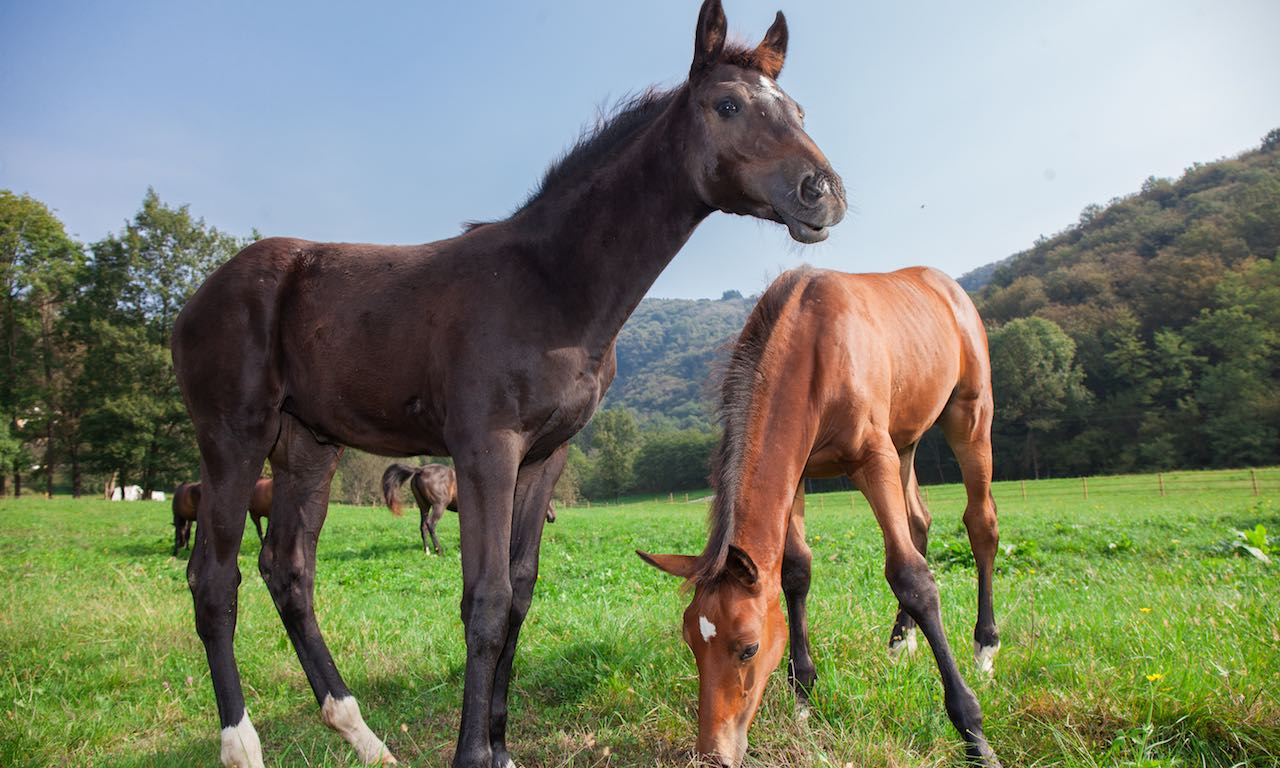 Monteoro Horse Village foto 4