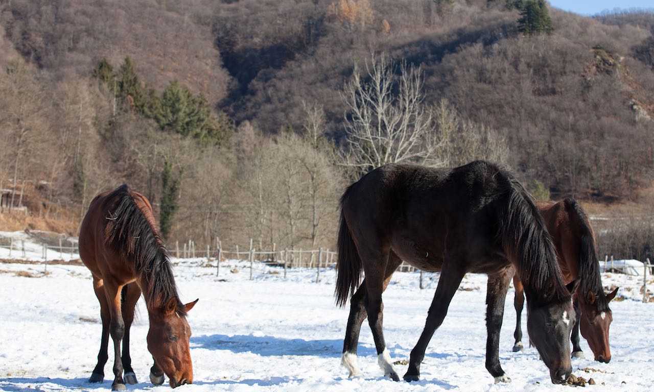 Monteoro Horse Village foto 5