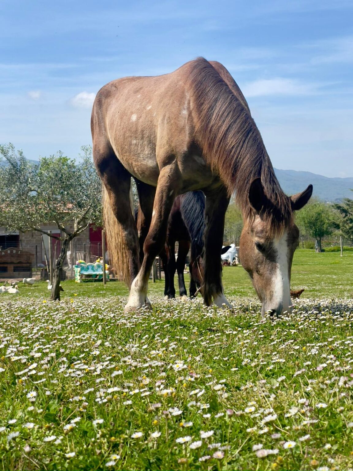 Agriturismo LE BACCHE DI GINEPRO foto 3