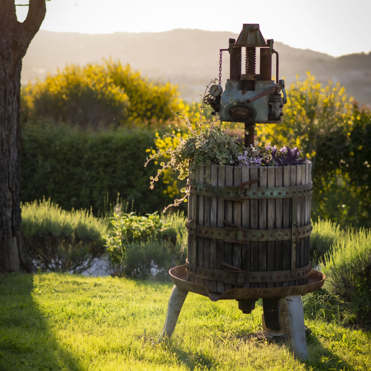 Il Mandorlo - Agriturismo e Azienda Agricola Ferrato foto 5