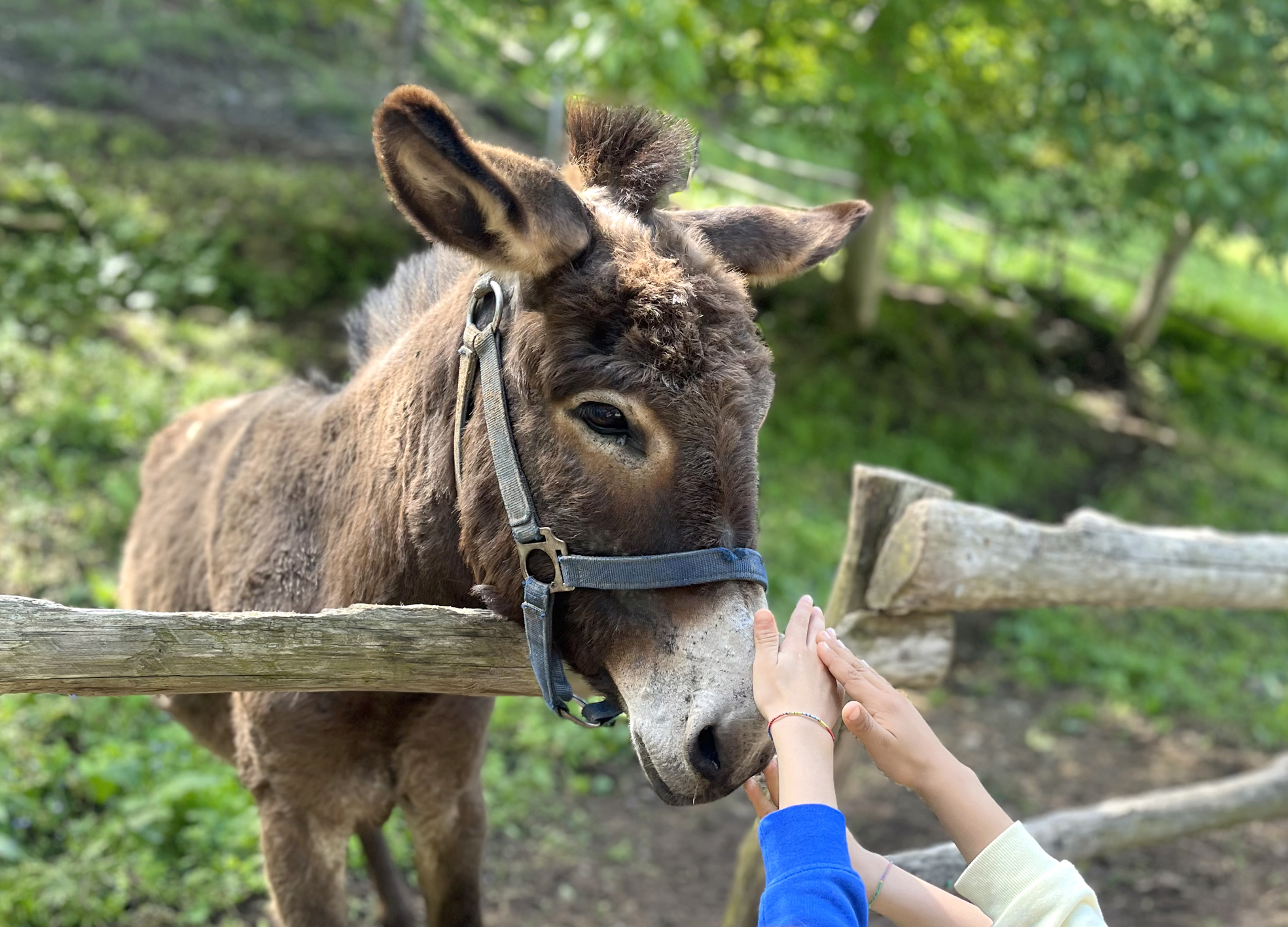 Agriturismo e Fattoria Didattica Sempreverde - foto 4