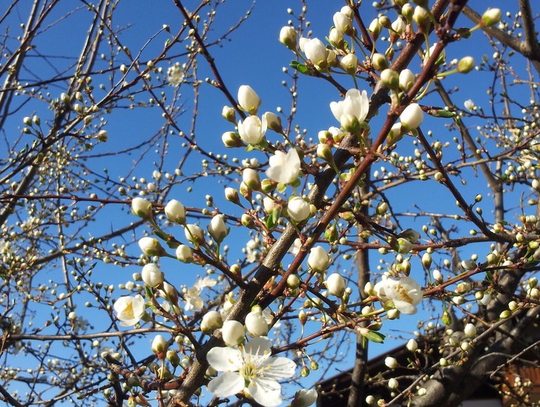 Pensione Hilpold foto 3